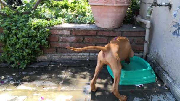Egy kiskutya broun Vizsla kutya játszik a víz a kertben - Felvétel, videó