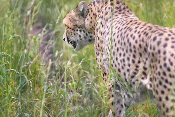 Cheetah, Acinonyx jubatus is a large cat of the subfamily Felinae, the fastest land animal - Photo, Image