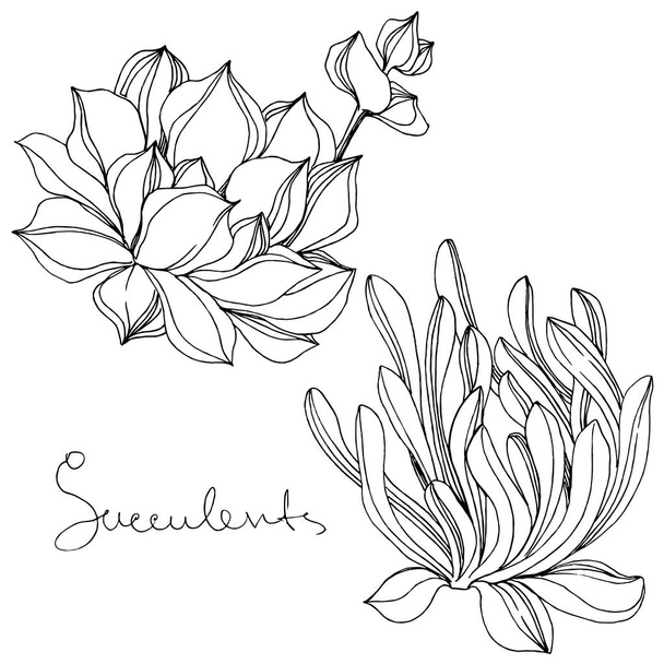 Vector Fleur botanique florale succulente. Encre gravée en noir et blanc. Elément d'illustration succulents isolés
. - Vecteur, image