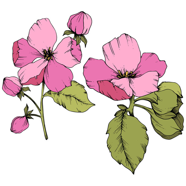 Vector Apple blossom floral botanische bloem. Roze en groen gegraveerd inkt kunst. Geïsoleerde bloemen afbeelding element. - Vector, afbeelding