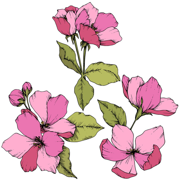 Vetor flor de maçã flor botânica floral. Arte de tinta gravada rosa e verde. Isolado flores ilustração elemento
. - Vetor, Imagem