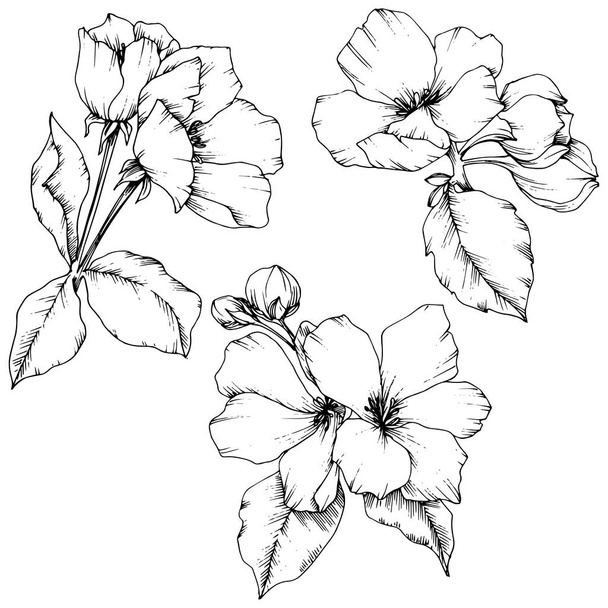 Fiore di mela vettoriale fiore botanico floreale. Inchiostro inciso in bianco e nero art. Elemento di illustrazione fiori isolati
. - Vettoriali, immagini
