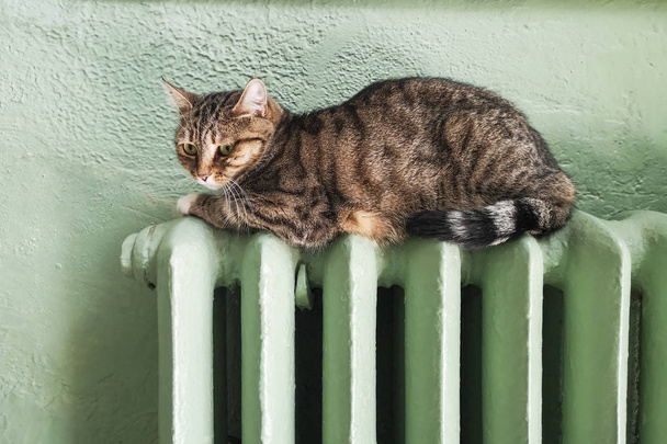 Soğuk kış. Isıtma sorunu. Batarya ısınıyor. Tekir kedi sıcak bir radyatörde dinleniyor. Güzel kedi odada pil üzerinde yatıyor. - Fotoğraf, Görsel
