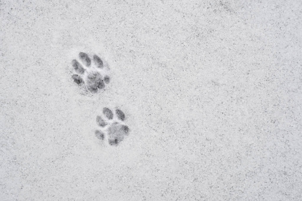 Kat van paw print in de sneeuw. Sporen van cat's voeten in de sneeuw. Sporen van dieren in de sneeuw - Foto, afbeelding