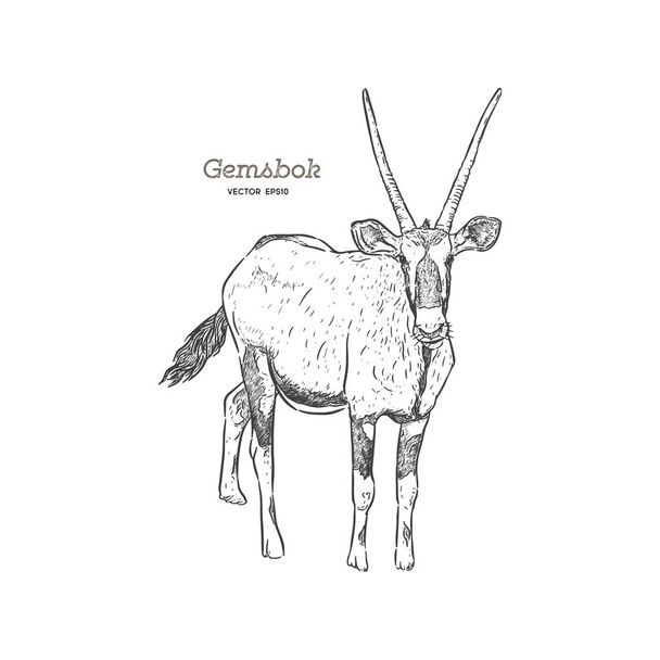 Portrait of a standing Gemsbok with two horns looking into the cam, side view, hand drawn vector illustration - Vector, imagen