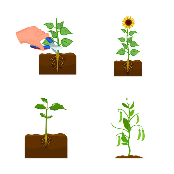 Illustration vectorielle du logo des plantes et haricots. Illustration vectorielle des plantes et des procédés
. - Vecteur, image