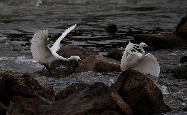 Egrets eseguire "Arti marziali cinesi" durante il foraggiamento sulla riva del fiume Xin'an vicino alla montagna gialla nella città di Huangshan, provincia di Anhui della Cina orientale, 17 ottobre 2017
 - Foto, immagini