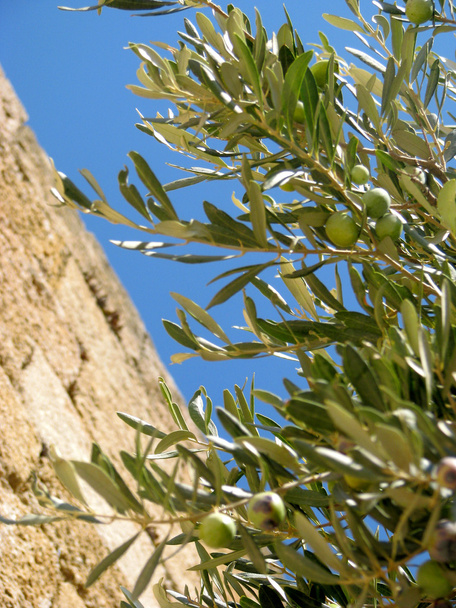 Оливковая ветвь
 - Фото, изображение