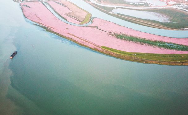 余干県、饒市、中国の江西省、2017 年 10 月 24 日ピンクのイタドリの海に囲まれた鄱陽湖の空中写真. - 写真・画像