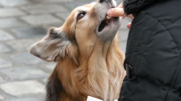 Éhes kutya az utcán egy lány egy darab kolbász élelmiszer kér. A kutya nyal-a orr és ujjait a lány - Felvétel, videó