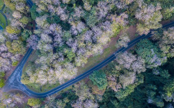 foresta decidua e strada vicino a Sirikit Dam nella provincia di Uttaradit, Thailandia, concetto di viaggio
 - Foto, immagini
