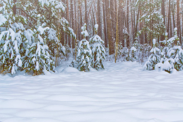 Frozen winter forest with snow covered trees. - Photo, Image