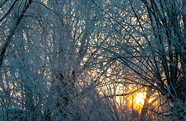 Floresta de pinheiros ensolarada brilhante na neve - Foto, Imagem