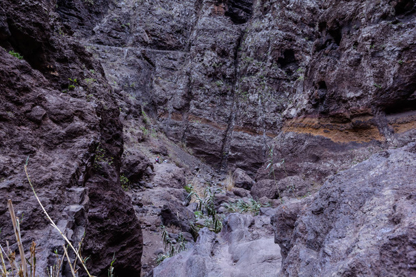 Hiking in Gorge Masca. Volcanic island. Mountains of the island of Tenerife, Canary Island, Spain. - 写真・画像