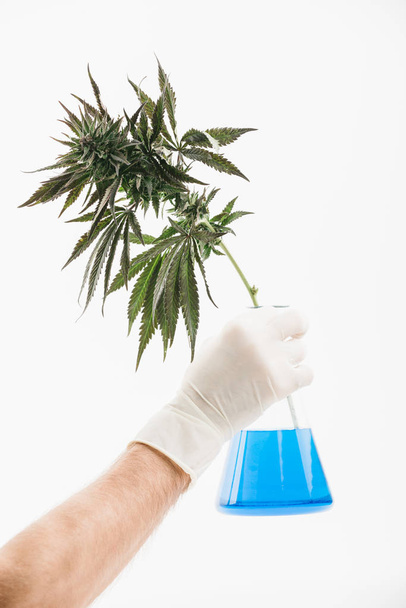 marihuanu test v laboratoře a pepř rukavice, kuřecích baňky. studium rostlin pro léčebné účely - Fotografie, Obrázek