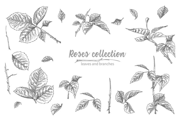 Set of Hand drawn sketch roses, lives and branches Detailed vintage botanical illuatration. Floral frame. Black silhouette isollated on white background. Vector Creative graphic art in engraving style - Vector, Image