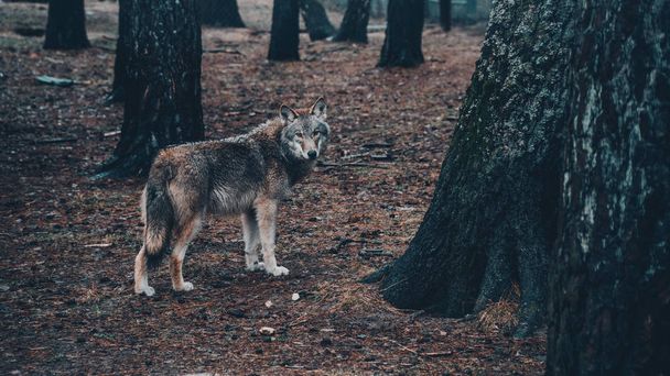 Large grey wolf in the forest - Foto, immagini