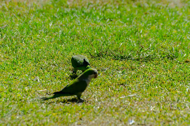 groene papegaai op een sappige groen gras, wilde vogels in een park in de stad, fauna - Foto, afbeelding