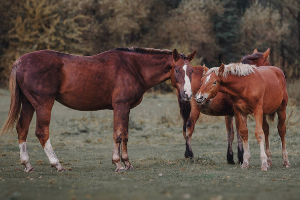 lovak az állományban - Fotó, kép
