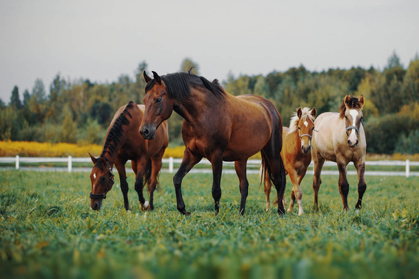 koně ve stádu - Fotografie, Obrázek