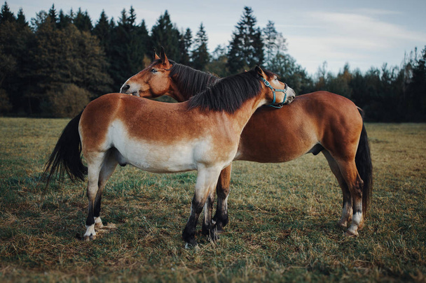 chevaux dans le troupeau - Photo, image