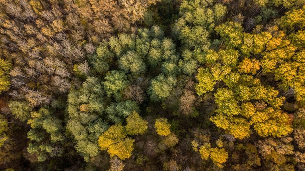 秋の森の眺め.赤、黄、緑の木々 の秋風景. - 写真・画像
