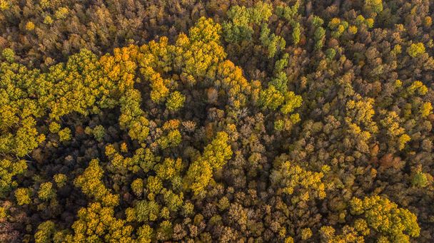 Aerial näkymä syksyn metsään. Fall maisema punainen, keltainen ja vihreä puita
. - Valokuva, kuva