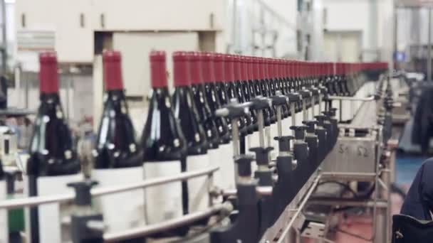 Kırmızı şarap şişe konveyör bant bir şarap şişeleme fabrikası. - Video, Çekim