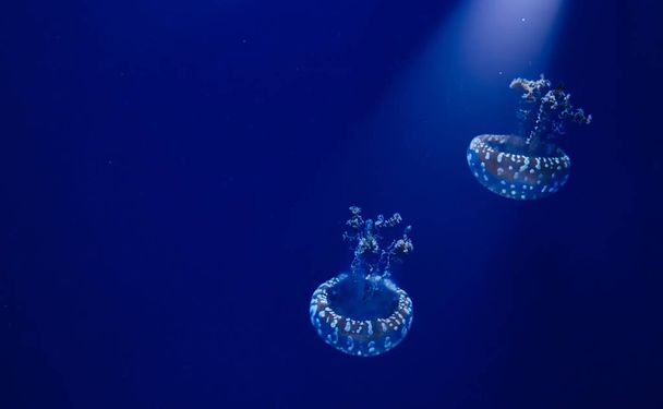 Пара белопятнистых медуз плавает в голубой воде с прожектором, сияющим сверху
 - Фото, изображение