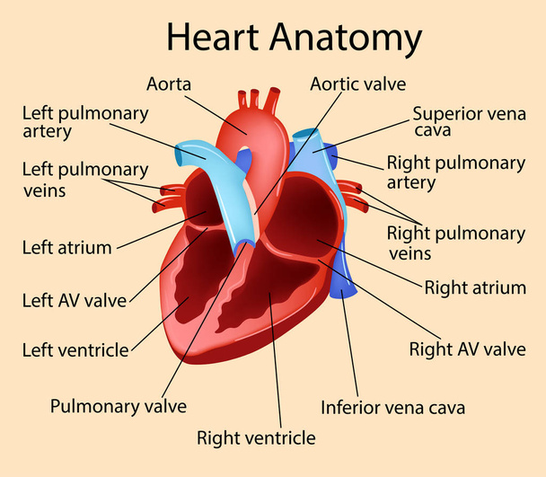 Illustrazione anatomica vettoriale del cuore, parte del biologico umano
. - Vettoriali, immagini