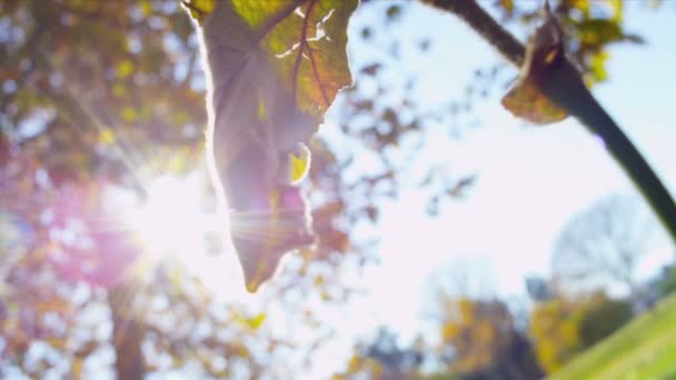 Park őszi levelek napsütés - Felvétel, videó
