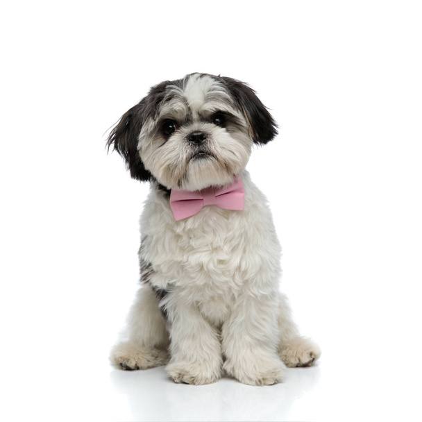 stylish shih tzu with pink bowtie sits on white background and looks to side - Photo, Image