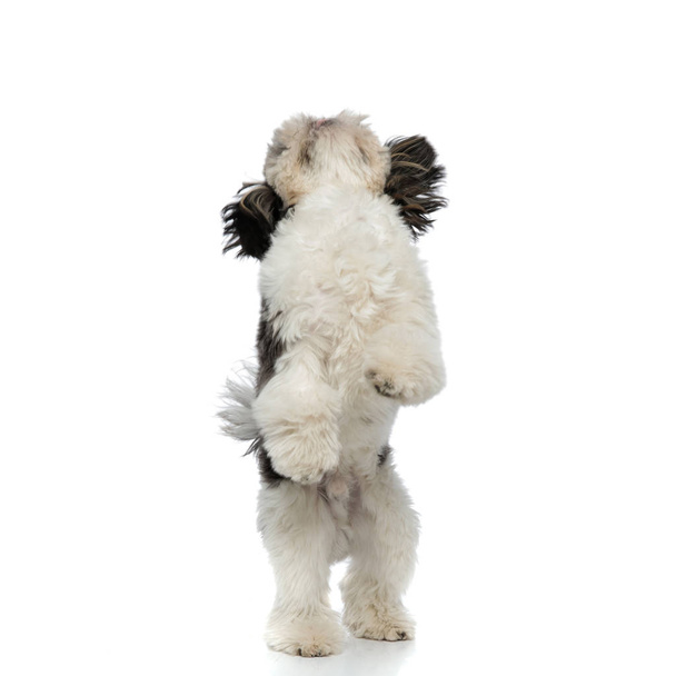 fluffy shih tzu standing on back paws on white background looks up - Photo, image