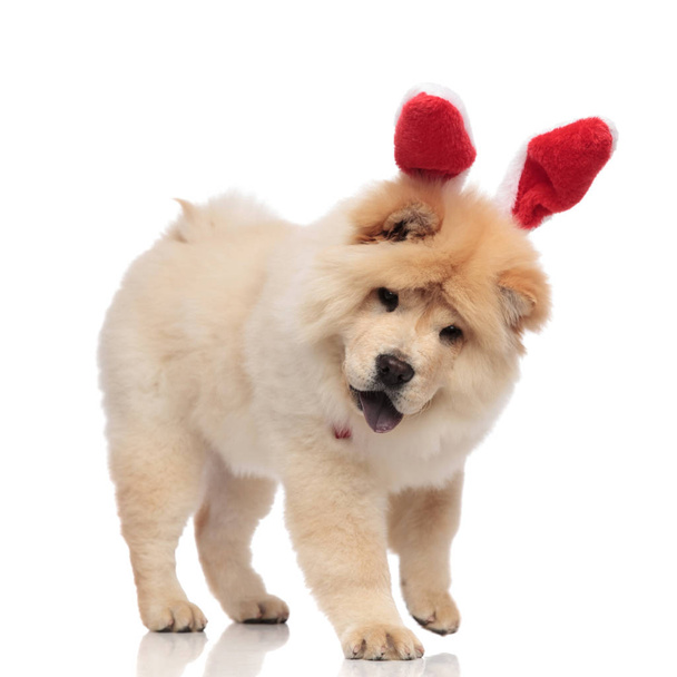 cute chow chow wearing red bunny ears headband stands on white background and looks down while panting - Photo, Image