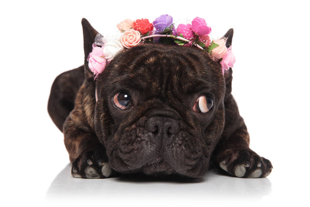 leuke Franse bulldog dragen kleurrijke bloemen hoofdband kijkt naar kant terwijl rusten op witte achtergrond - Foto, afbeelding
