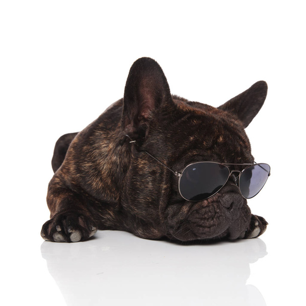 leuke Franse bulldog met brillen rusten op witte achtergrond en op zoek naar kant - Foto, afbeelding