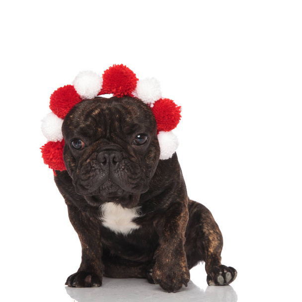 adorable french bulldog wearing white and red crown sits on white background and looks down to side - Photo, Image