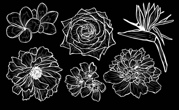 Decorative  flowers set, design elements. Can be used for cards, invitations, banners, posters, print design. Floral background in line art style - Vector, Image