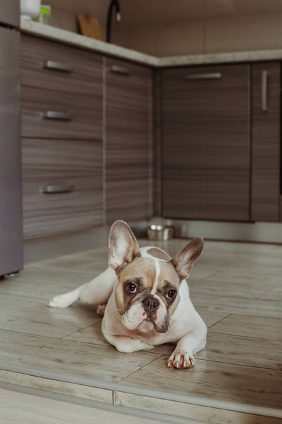 Portrait of french bulldog  - Foto, Imagen