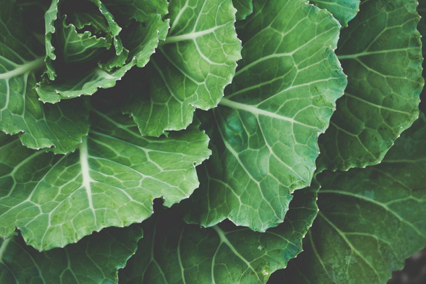 gardening Vegetable farming, organic cabbage cultivation - Foto, Imagen