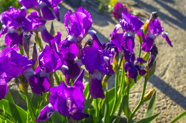 Ирисы фиолетовые цветы
 - Фото, изображение