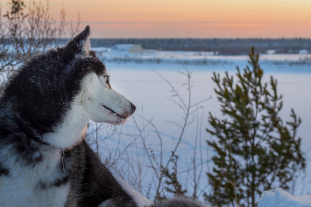 Siberian husky looks back at the sunset. Side view portrait Husky dog in winter twilight. Black and white coat color and blue eyes. - Foto, afbeelding