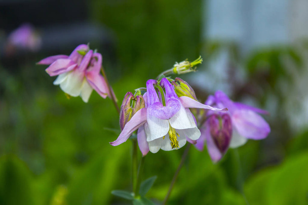flores de plantas rosa bellflower
 - Foto, Imagem