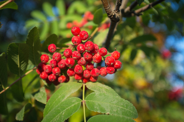 Autumn red rowan berries - Photo, Image