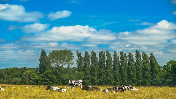 Дружні корів розслабитися на полі поблизу сосни в Бретань, Франції в літній час - Фото, зображення