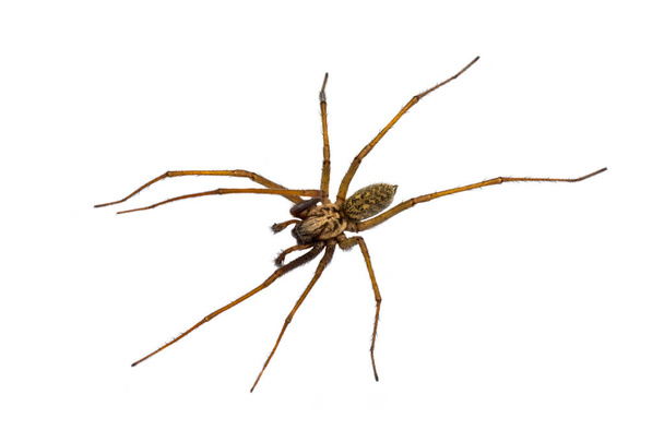 Γίγαντας σπίτι αράχνη (Eratigena atrica) πάνω προς τα κάτω άποψη του αραχνοειδούς με μακριά τριχωτά πόδια απομονώνονται σε λευκό φόντο - Φωτογραφία, εικόνα