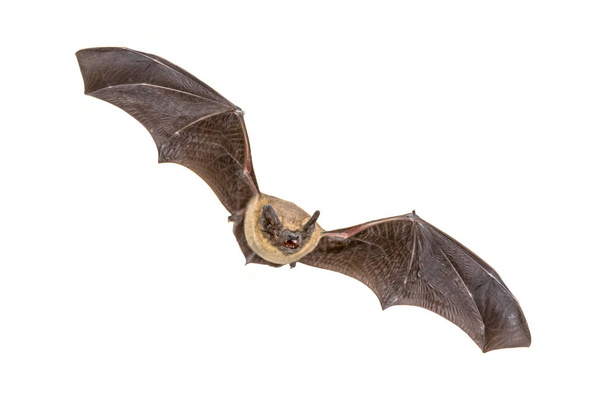 Flying Pipistrelle bat (Pipistrellus pipipistrellus) λήψη δράσης κυνηγετικού ζώου που απομονώνεται σε λευκό φόντο. Αυτό το είδος είναι γνωστό για τη στέγαση και τη διαβίωση σε αστικές περιοχές στην Ευρώπη και την Ασία. - Φωτογραφία, εικόνα