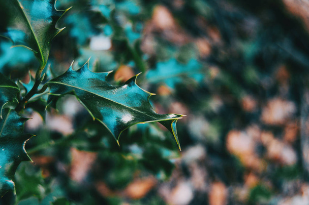 Close-up of a leaf of ilex in the wild - Photo, Image