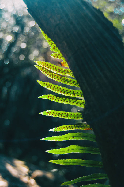 Ένα φυτό πρόπολις που βγαίνει πίσω από έναν κορμό που φωτίζεται από το φως του ήλιου - Φωτογραφία, εικόνα