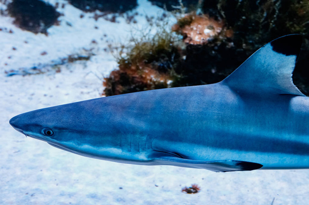 macro reef black shark carcharhinus melanopterus close up - Φωτογραφία, εικόνα